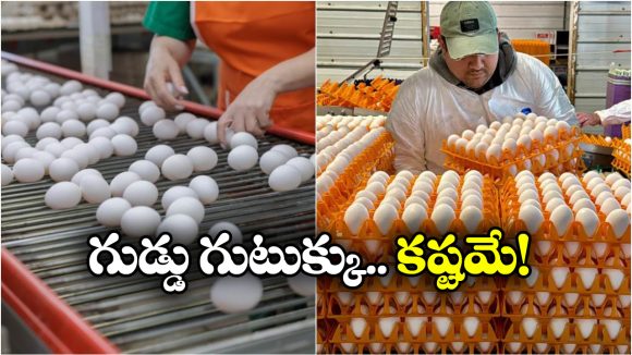 Egg Price Hike: డజను గుడ్లు రూ.90.. ఎందుకింత ధర పెరిగింది?