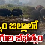 Elephant Attack: మన్యం జిల్లా రైతులను పరుగులు పెట్టించిన ఏనుగులు.. ఒక్కసారే పదుల సంఖ్యలో..
