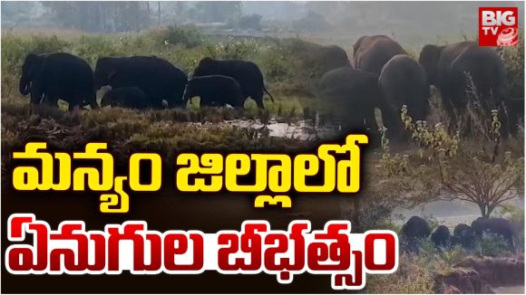 Elephant Attack: మన్యం జిల్లా రైతులను పరుగులు పెట్టించిన ఏనుగులు.. ఒక్కసారే పదుల సంఖ్యలో..