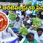 Banana Rate Fact Check: కిలో అరటిపండ్లు కేవలం 50 పైసలు మాత్రమే.. వైఎస్ జగన్ విమర్శలకు ఫ్యాక్ట్ చెక్ ఏపీ పంచ్