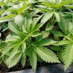 Ganja Seized: గుట్టుచప్పుడు కాకుండా.. కంది, మిరప పంటల మధ్య గంజాయి సాగు.. పోలీసులకు డౌట్ రావడంతో…?
