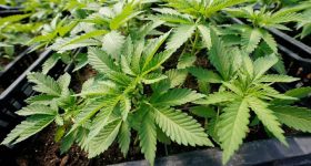 Ganja Seized: గుట్టుచప్పుడు కాకుండా.. కంది, మిరప పంటల మధ్య గంజాయి సాగు.. పోలీసులకు డౌట్ రావడంతో...?