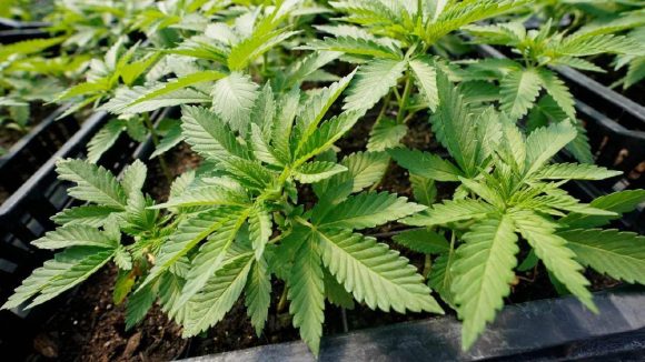 Ganja Seized: గుట్టుచప్పుడు కాకుండా.. కంది, మిరప పంటల మధ్య గంజాయి సాగు.. పోలీసులకు డౌట్ రావడంతో…?