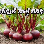Health Benefits: బీట్‌రూట్ ఆకులతో అద్భుత ప్రయోజనాలు.. రక్తపోటు నుంచి స్కిన్ గ్లో వరకూ 5 టాప్ బెనిఫిట్స్!