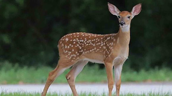 Hyderabad: భాగ్యనగరంలో జింక మాంసం కలకలం.. రెడ్ హ్యాండెడ్‌గా పట్టుకున్న ఎస్వోటీ బృందం