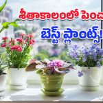 Plants: శీతాకాలంలో ఇంటిని వెచ్చగా ఉంచే ఈ ఐదు మొక్కల గురించి తెలుసా?