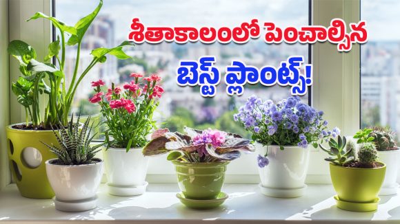 Plants: శీతాకాలంలో ఇంటిని వెచ్చగా ఉంచే ఈ ఐదు మొక్కల గురించి తెలుసా?