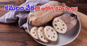 Lotus Root Benefits: వైద్యులు సైతం మెచ్చిన సహజ ఔషధం.. కమలం వేరు ప్రయోజనాలు తెలిస్తే నోరెళ్లబెట్టాల్సిందే!