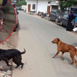 Dog Attack: పిచ్చి కుక్క స్వైర విహారం,  36 మందిపై దాడి, ఆసుపత్రికి బాధితులు, బెంబేలెత్తిపోయిన ప్రజలు