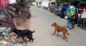 Dog Attack: పిచ్చి కుక్క స్వైర విహారం,  36 మందిపై దాడి, ఆసుపత్రికి బాధితులు, బెంబేలెత్తిపోయిన ప్రజలు