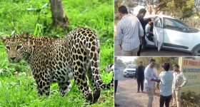 Medchal District: శామీర్‌పేట్‌లో పులి సంచారం.. 18 ఏళ్ల యువకుడు అరెస్ట్, ఎందుకంటే?