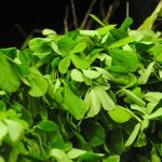 Methi leaves: మహిళలు మెంతికూర తినడం ఎంత ముఖ్యమో తెలుసా?