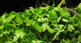 Methi leaves: మహిళలు మెంతికూర తినడం ఎంత ముఖ్యమో తెలుసా?