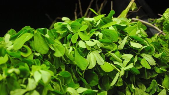 Methi leaves: మహిళలు మెంతికూర తినడం ఎంత ముఖ్యమో తెలుసా?