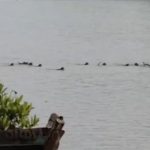 Viral Video: ఇలాంటి వీడియోలు రేర్.. మొసలి దాడి నుంచి కోతిని కాపాడిన వానర సైన్యం.. ఇది కదా ఐక్యమత్యం అంటే…