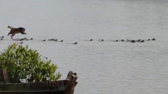 Viral Video: ఇలాంటి వీడియోలు రేర్.. మొసలి దాడి నుంచి కోతిని కాపాడిన వానర సైన్యం.. ఇది కదా ఐక్యమత్యం అంటే…