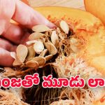 Pumpkin Seeds: ఈ గింజలను పారేస్తున్నారా? ప్రాణాలను కాపాడే పోషక నిధి ఇదే..