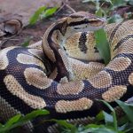 Python Snake: డ్రైనేజీలో భారీ కొండ చిలువ.. పరుగులు తీసిన జనం