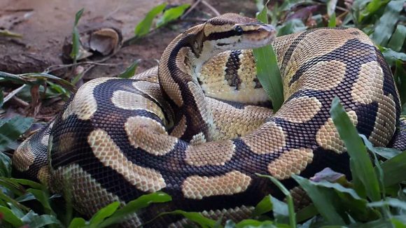 Python Snake: డ్రైనేజీలో భారీ కొండ చిలువ.. పరుగులు తీసిన జనం
