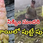 Sikkim Sundari Plant: పదేళ్లకు ఒక్కసారే పూసే పువ్వు ఇది.. దీని ప్రత్యేకతలు తెలిస్తే మైండ్ బ్లాకే!