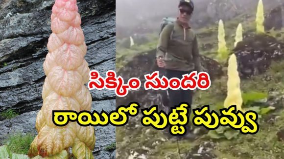 Sikkim Sundari Plant: పదేళ్లకు ఒక్కసారే పూసే పువ్వు ఇది.. దీని ప్రత్యేకతలు తెలిస్తే మైండ్ బ్లాకే!