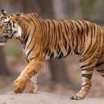 Tiger Tension: సిద్దిపేట జిల్లాలో టెన్షన్ టెన్షన్.. పెద్దపులి కోసం కొనసాగుతున్న గాలింపు