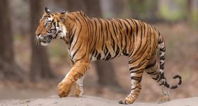 Tiger Tension: సిద్దిపేట జిల్లాలో టెన్షన్ టెన్షన్.. పెద్దపులి కోసం కొనసాగుతున్న గాలింపు