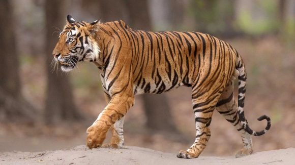 Tiger Tension: సిద్దిపేట జిల్లాలో టెన్షన్ టెన్షన్.. పెద్దపులి కోసం కొనసాగుతున్న గాలింపు