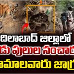 Tigers Spotted: ఆదిలాబాద్ జిల్లాలో మూడు పులుల సంచారం.. ఆ గ్రామాల ప్రజలు జాగ్రత్త..