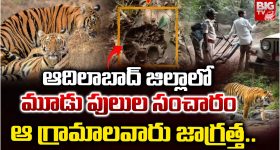 Tigers Spotted: ఆదిలాబాద్ జిల్లాలో మూడు పులుల సంచారం.. ఆ గ్రామాల ప్రజలు జాగ్రత్త..
