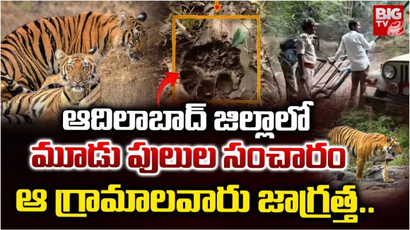 Tigers Spotted: ఆదిలాబాద్ జిల్లాలో మూడు పులుల సంచారం.. ఆ గ్రామాల ప్రజలు జాగ్రత్త..