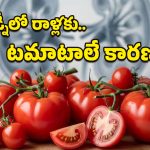 Tomatoes: టమాటాల వల్లే కిడ్నీలో రాళ్లు ఏర్పడతాయా?.. డాక్టర్లు చెప్పిన నిజాలు వింటే నమ్మలేరు!