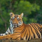 Tiger: బాబోయ్‌ పెద్దపులి.. చిక్కదు.. దొరకదు