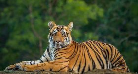 Tiger: బాబోయ్‌ పెద్దపులి.. చిక్కదు.. దొరకదు