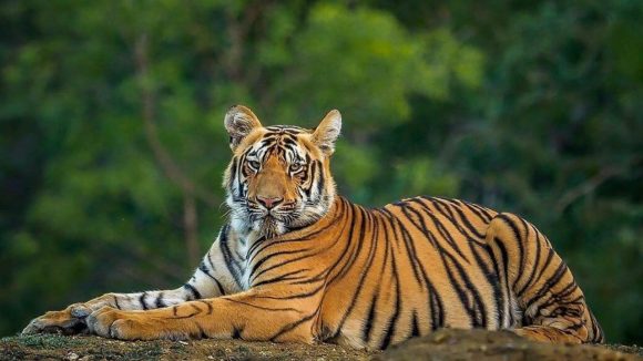 Tiger: బాబోయ్‌ పెద్దపులి.. చిక్కదు.. దొరకదు