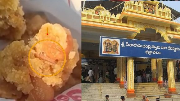 Bhadrachalam Temple: రాములోరి లడ్డూ ప్రసాదంలో  పురుగు నిజమేనా..? ఆలయ అధికారులు ఏమంటున్నారంటే..