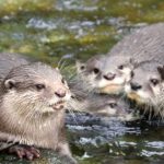 Water Dogs Attack: శ్రీశైలం పాతాళ గంగలో నీటి కుక్కల దాడి.. పలువురు భక్తులకు గాయాలు