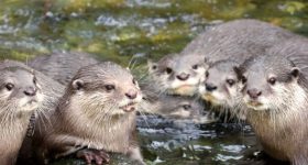 Water Dogs Attack: శ్రీశైలం పాతాళ గంగలో నీటి కుక్కల దాడి.. పలువురు భక్తులకు గాయాలు