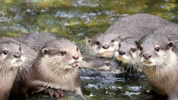 Water Dogs Attack: శ్రీశైలం పాతాళ గంగలో నీటి కుక్కల దాడి.. పలువురు భక్తులకు గాయాలు