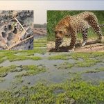 Vemulawada: కంటి మీదు కునుకు లేకుండా చేస్తున్న చిరుత.. భయం గుప్పిట్లో వేములవాడ ప్రజలు, ముఖ్యంగా ఈ గ్రామాల్లో..?