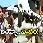 Viral Video: సంతలో రిపోర్టింగ్.. లేడీ రిపోర్టర్ ను ఎత్తిపడేసిన ఎద్దు!