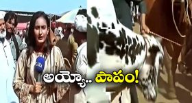 Viral Video: సంతలో రిపోర్టింగ్.. లేడీ రిపోర్టర్ ను ఎత్తిపడేసిన ఎద్దు!