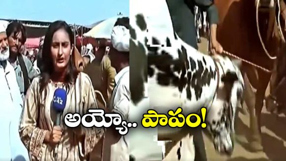 Viral Video: సంతలో రిపోర్టింగ్.. లేడీ రిపోర్టర్ ను ఎత్తిపడేసిన ఎద్దు!