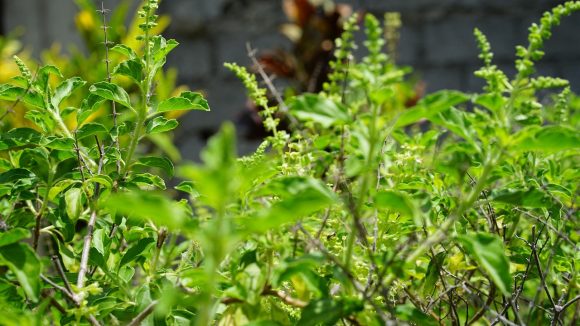 Ekadashi: ఏకాదశి రోజు తులసి ఆకులను ఎందుకు కోయకూడదు?