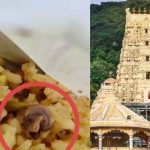 Snail in Simhachalam Prasadam: అప్పన్న ఆలయంలో అపచారం.. ప్రసాదంలో నత్త అవశేషాలు