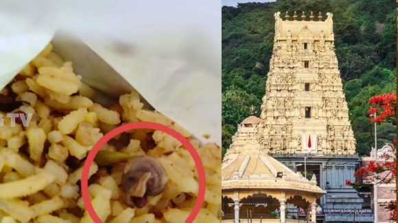 Snail in Simhachalam Prasadam: అప్పన్న ఆలయంలో అపచారం.. ప్రసాదంలో నత్త అవశేషాలు