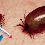 Scrub Typhus: రాష్ట్రంలో స్క్రబ్ టైఫస్ కలకలం.. పెరుగుతున్న మరణాల సంఖ్య!