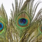 Peacock Feathers: ఇంట్లో నెమలి ఈకలు ఇక్కడ పెట్టారంటే ధనవర్షమే