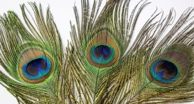 Peacock Feathers: ఇంట్లో నెమలి ఈకలు ఇక్కడ పెట్టారంటే ధనవర్షమే