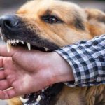 Dog Bite New Rules: పెంపుడు కుక్కలున్నాయా? పొరపాటున కరిస్తే ఓనర్‌పై ఎఫ్ఐఆర్, ఇదెక్కడి రూల్ బాబోయ్